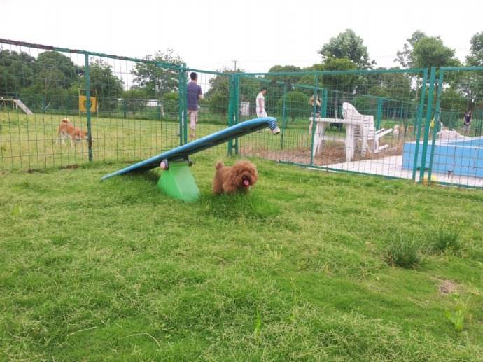 寵物狗樂(lè)園